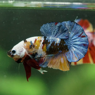 Multicolor/Galaxy Koi Plakat -16 weeks Old