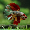 Galaxy/Candy Koi Halfmoon - 14 weeks old