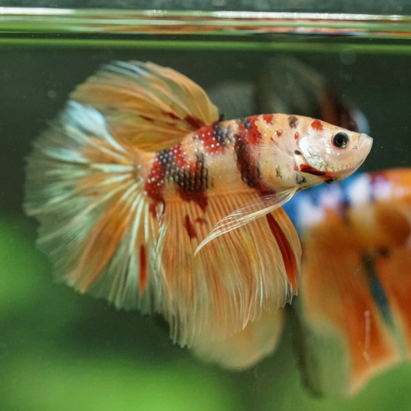Galaxy/Candy Koi Halfmoon - 14 weeks old