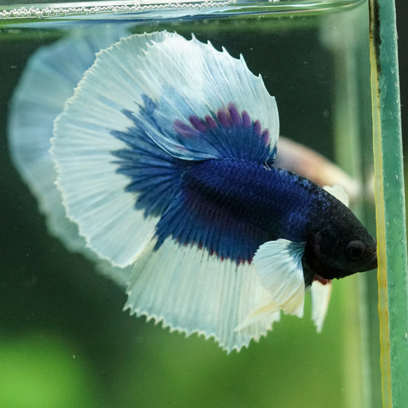 Dumbo Halfmoon - 11 weeks old