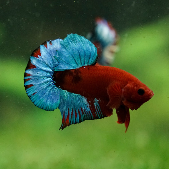 Red Fancy (Hell Boy) Plakat -13 weeks Old