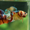 Multicolor/Galaxy Koi Plakat -16 weeks Old