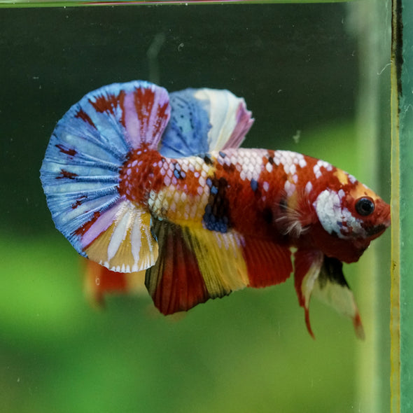 Multicolor/Galaxy Koi Plakat -16 weeks Old