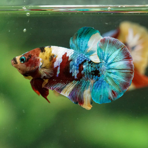 Multicolor/Galaxy Koi Plakat -16 weeks Old