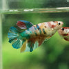Multicolor/ Galaxy Koi Halfmoon- Female- 13 Weeks Old
