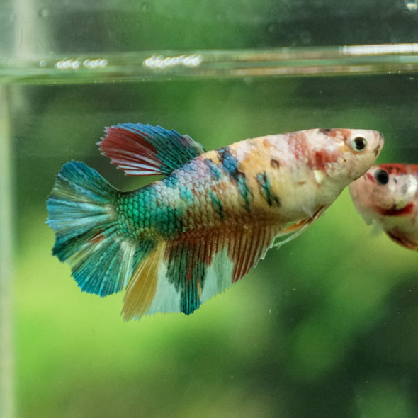 Multicolor/ Galaxy Koi Halfmoon- Female- 13 Weeks Old