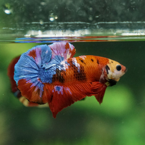 Multicolor/Galaxy Koi Plakat -16 weeks Old