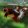 Multicolor/Galaxy Koi Plakat -16 weeks Old