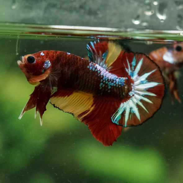 Multicolor/Galaxy Koi Plakat -16 weeks Old