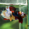 Multicolor/Galaxy Koi Plakat -16 weeks Old