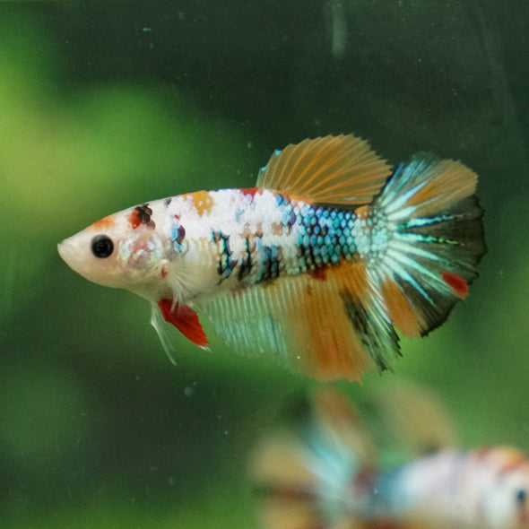 Multicolor/ Galaxy Koi Halfmoon- Female- 13 Weeks Old