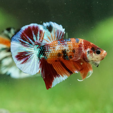 Multicolor/Galaxy Koi Plakat -16 weeks Old