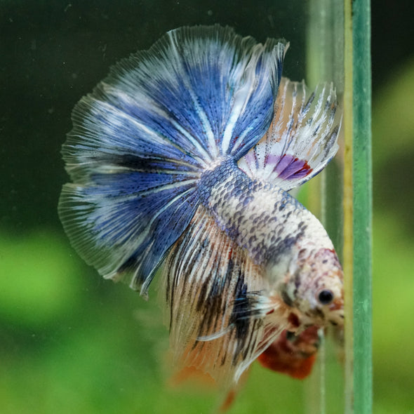 Galaxy/Candy Koi Halfmoon - 14 weeks old