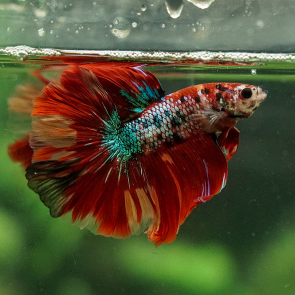 Galaxy/Candy Koi Halfmoon - 14 weeks old