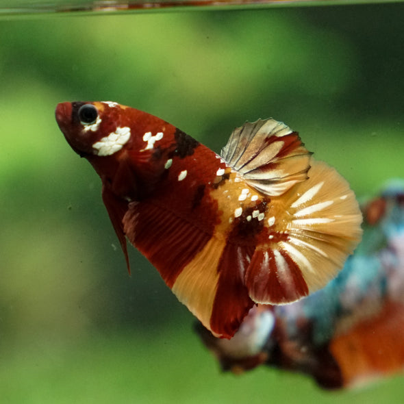 Multicolor/Galaxy Koi Plakat -13 weeks Old