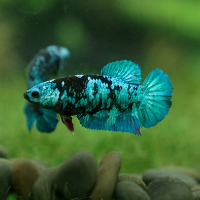 Black Galaxy Koi Plakat (Avatar) - Female- 13 Weeks Old