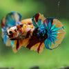Multicolor/Galaxy Koi Plakat -16 weeks Old