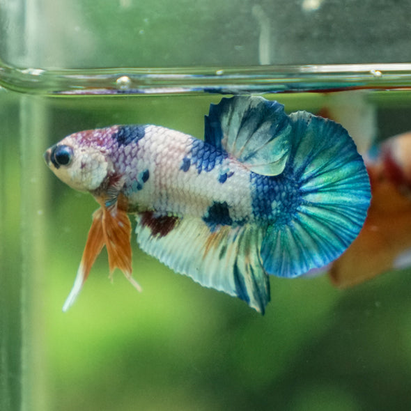 Multicolor/Galaxy Koi Plakat -11 weeks Old