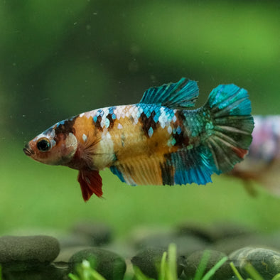 Multicolor/ Galaxy Koi Plakat- Female- 13 Weeks Old