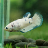 Blue/Green Dalmatian Plakat- Female