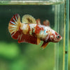 Pack of 10 Multicolored/Galaxy Koi Plakat - Female