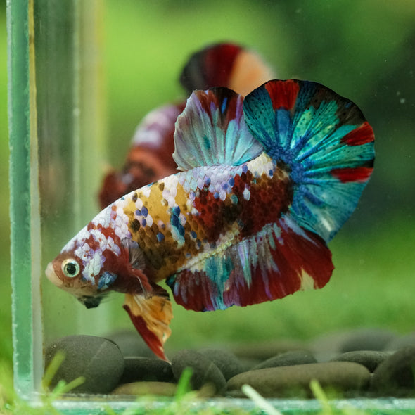 Multicolor/Galaxy Koi Plakat -16 weeks Old