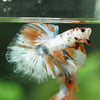 Galaxy/Candy Koi Halfmoon - 14 weeks old
