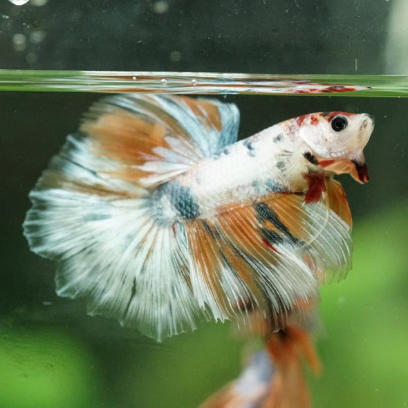 Galaxy/Candy Koi Halfmoon - 14 weeks old