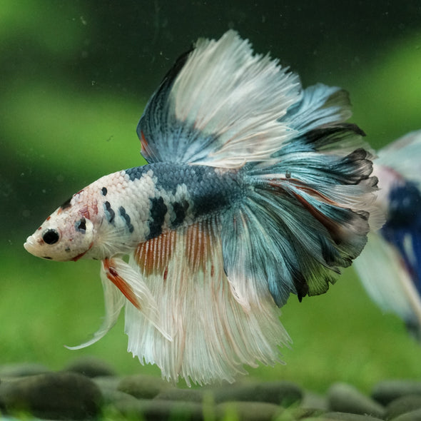 Galaxy/Candy Koi Halfmoon - 14 weeks old