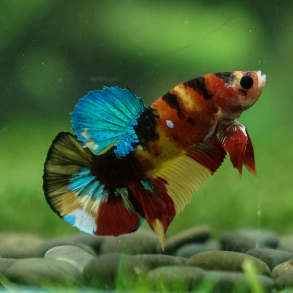 Multicolor/Galaxy Koi Plakat -13 weeks Old