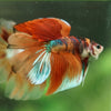Galaxy/Candy Koi Halfmoon - 14 weeks old