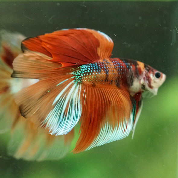 Galaxy/Candy Koi Halfmoon - 14 weeks old