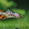 Multicolor/ Galaxy Koi Halfmoon- Female- 13 Weeks Old