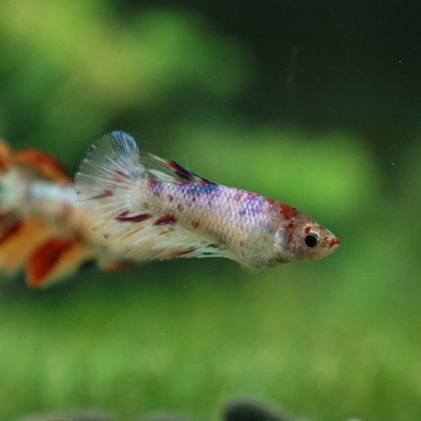 Multicolor/ Galaxy Koi Halfmoon- Female- 13 Weeks Old