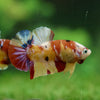 Multicolor/Galaxy Koi Plakat -15 weeks Old