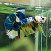 Multicolor/Galaxy Koi Plakat -16 weeks Old