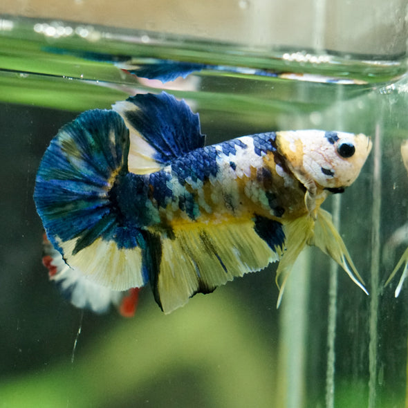 Multicolor/Galaxy Koi Plakat -16 weeks Old