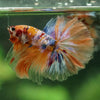 Galaxy/Candy Koi Halfmoon - 14 weeks old