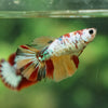 Multicolor/ Galaxy Koi Halfmoon- Female- 13 Weeks Old