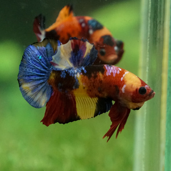 Multicolor/Galaxy Koi Plakat -13 weeks Old