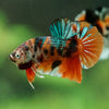 Multicolor/Galaxy Koi Plakat -16 weeks Old