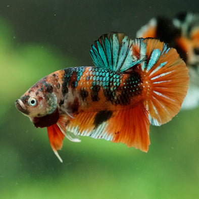 Multicolor/Galaxy Koi Plakat -16 weeks Old