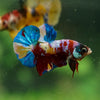 Multicolor/Galaxy Koi Plakat -13 weeks Old