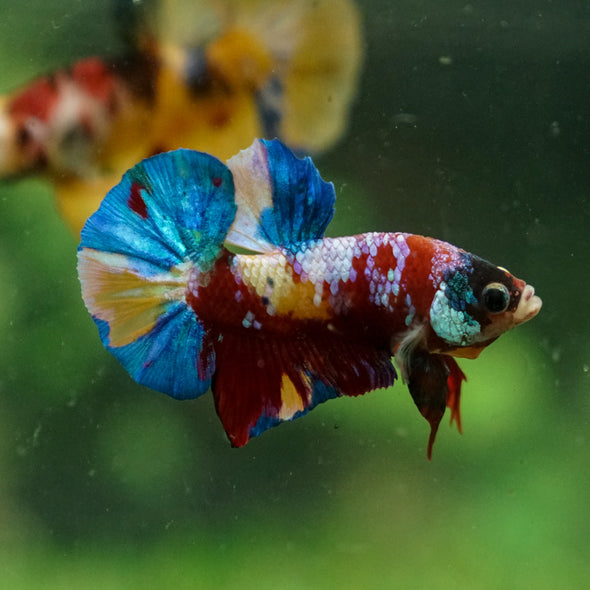 Multicolor/Galaxy Koi Plakat -13 weeks Old