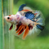 Galaxy/Candy Koi Halfmoon - 14 weeks old
