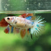Multicolor/ Galaxy Koi Halfmoon- Female- 13 Weeks Old