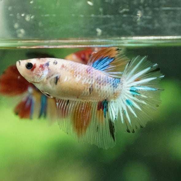 Multicolor/ Galaxy Koi Halfmoon- Female- 13 Weeks Old
