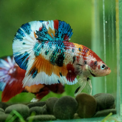Multicolor/Galaxy Koi Plakat -16 weeks Old