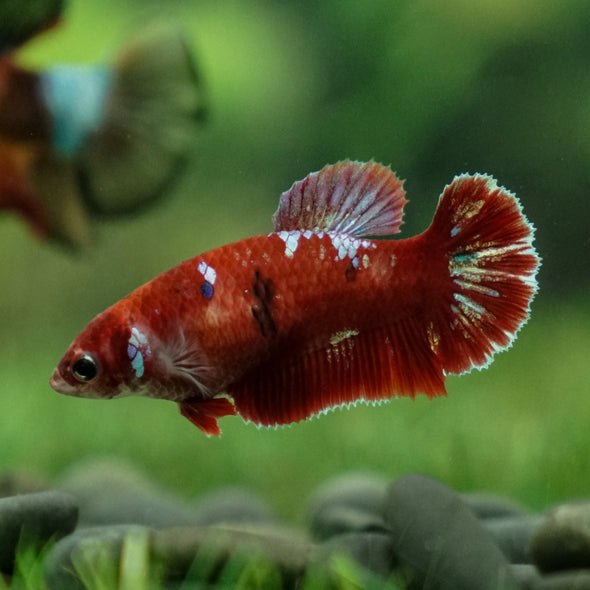 Multicolor/ Galaxy Koi Plakat- Female- 13 Weeks Old