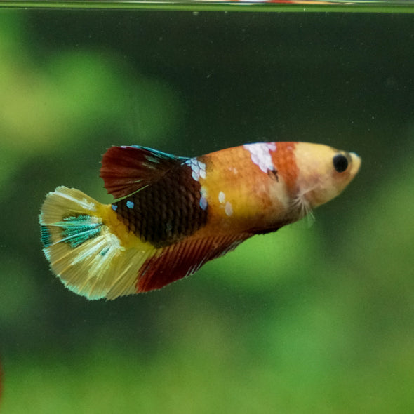 Multicolor/ Galaxy Koi Plakat - Female- 13 Weeks Old